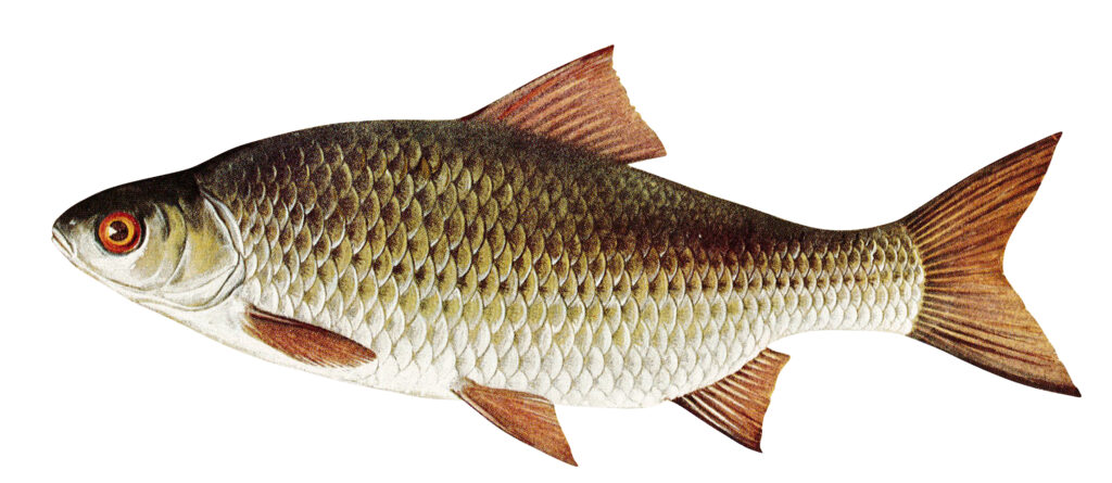 Skalle